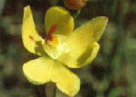 Langwarrin Flora And Fauna Reserve - ACT Tourism 0