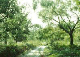 Holey Plains State Park - ACT Tourism 0