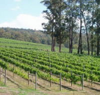 Piedmont Vineyard - ACT Tourism