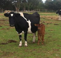 Animal Land Children's Farm - ACT Tourism
