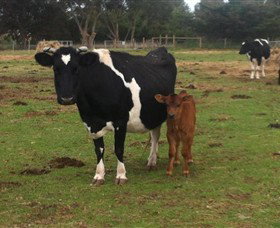 Animal Land Children's Farm - ACT Tourism 0