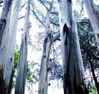 Dandenong Ranges National Park - ACT Tourism