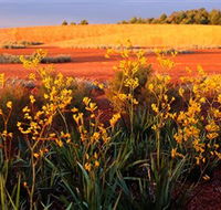 Royal Botanic Gardens Victoria Cranbourne - ACT Tourism
