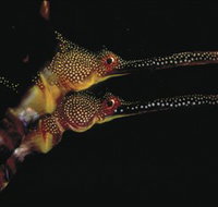 Eagle Rock Marine Sanctuary - ACT Tourism