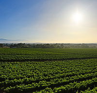 GREENSTONE VINEYARDS - ACT Tourism