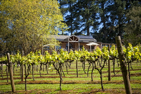 Main Ridge Estate - ACT Tourism 3