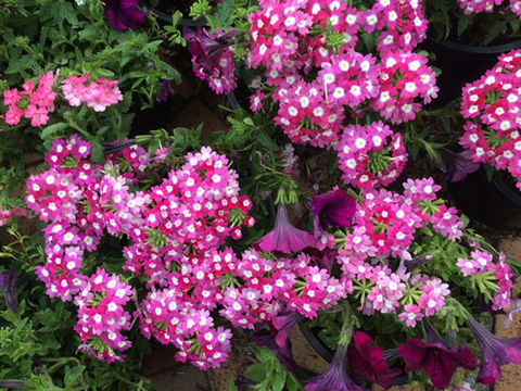 Main Street Market Mornington - ACT Tourism 4