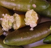 Sandy Creek Olives and Finger Limes - ACT Tourism