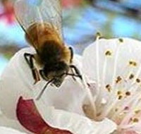 Clayridge Honey - ACT Tourism