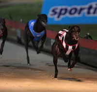 Dapto Dogs - ACT Tourism