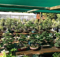Bonsai at the Bay - ACT Tourism