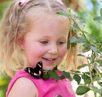 Coffs Harbour Butterfly House - ACT Tourism