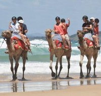 Camel Rides with Coffs Coast Camels - ACT Tourism