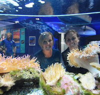 Solitary Islands Aquarium - ACT Tourism
