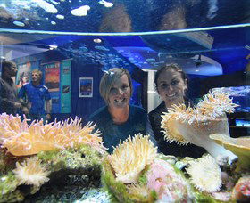 Solitary Islands Aquarium - ACT Tourism 0