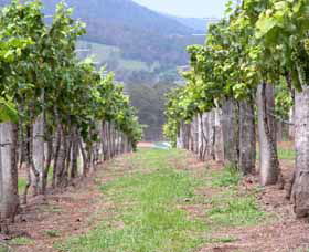 Villa D Esta Vineyard - ACT Tourism 1