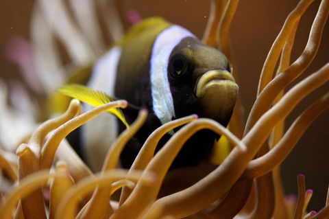 Solitary Islands Aquarium - ACT Tourism 1