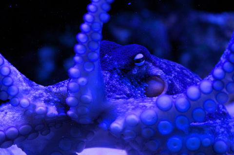 Solitary Islands Aquarium - ACT Tourism 2