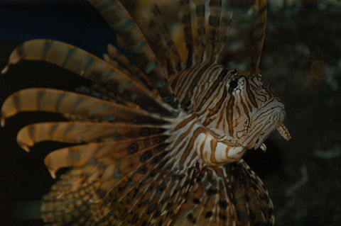Solitary Islands Aquarium - ACT Tourism 4