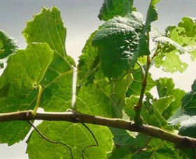 Angullong Wines - ACT Tourism 1
