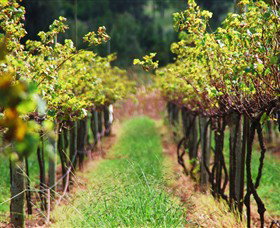 Fussy Grape Winery - ACT Tourism 1