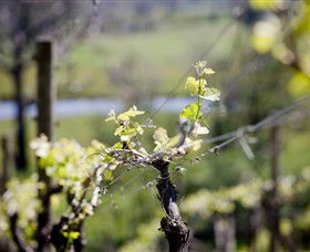 Mount Cole WineWorks - ACT Tourism 0