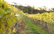 Harcourt Valley Vineyards - thumb 0