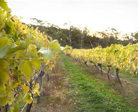Harcourt Valley Vineyards - ACT Tourism 0