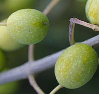 Montalto Vineyard and Olive Grove - ACT Tourism