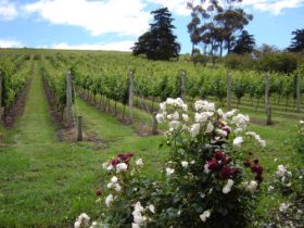 Pembroke Estate Vineyard - ACT Tourism 0