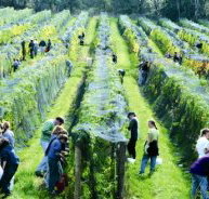 Crosswinds Vineyard - ACT Tourism