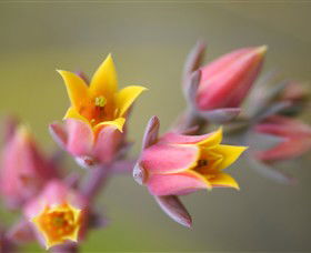 Royal Botanic Gardens Victoria - ACT Tourism 3