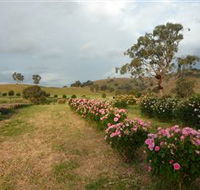 Damasque Rose Oil Farm - ACT Tourism