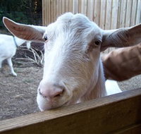 Drysdale Cheeses - ACT Tourism