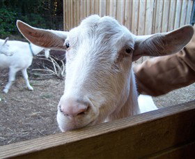 Drysdale Cheeses - ACT Tourism 0