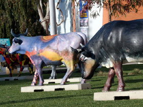 Drysdale Cheeses - ACT Tourism 6