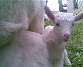 Drysdale Cheeses - ACT Tourism 3