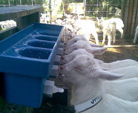 Drysdale Cheeses - ACT Tourism 9