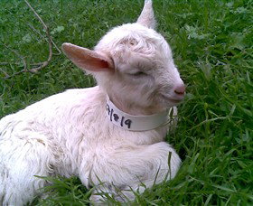 Drysdale Cheeses - ACT Tourism 12