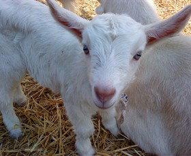 Drysdale Cheeses - ACT Tourism 14