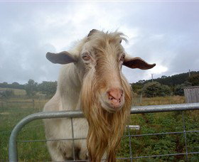 Drysdale Cheeses - ACT Tourism 16