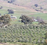 Wymah Organic Olives and Lambs - ACT Tourism