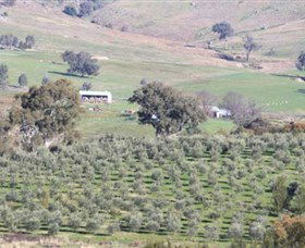 Wymah Organic Olives And Lambs - ACT Tourism 0