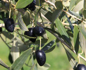 Wymah Organic Olives And Lambs - ACT Tourism 2