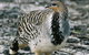 Yongergnow Australian Malleefowl Centre - thumb 0
