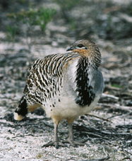 Yongergnow Australian Malleefowl Centre - ACT Tourism 0