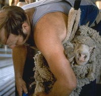 Kuriong Sheep Station - ACT Tourism