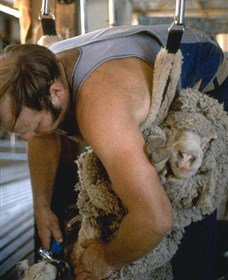 Kuriong Sheep Station - ACT Tourism 0