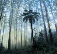 Yarra Ranges National Park - ACT Tourism