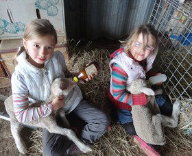 Bathurst Farm Experience - ACT Tourism 4